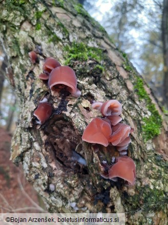 Auricularia auricula-judae