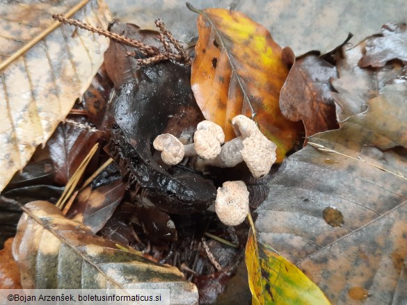 Asterophora lycoperdoides