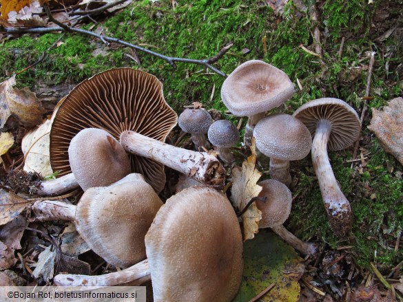 Cortinarius hemitrichus