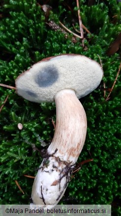 Boletus badius