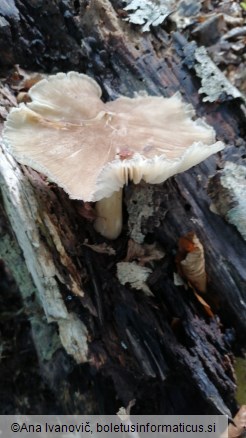 Megacollybia platyphylla