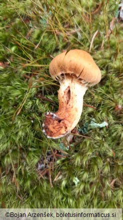 Cortinarius limonius