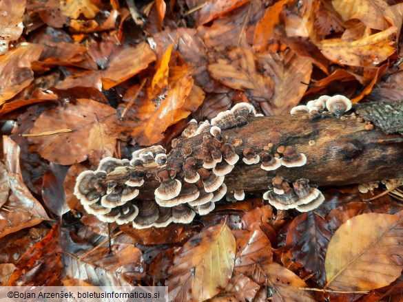 Trametes versicolor