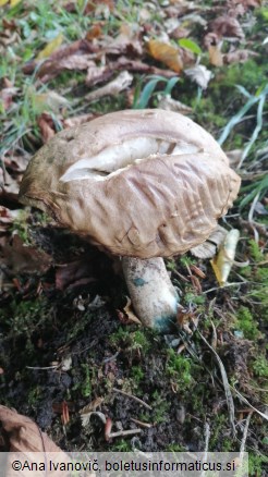 Leccinum duriusculum