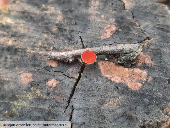 Rutstroemia bolaris