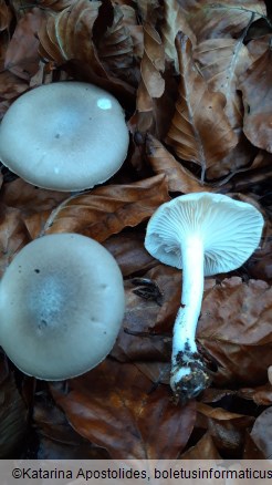 Hygrophorus agathosmus