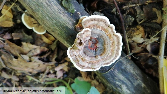 Trametes versicolor