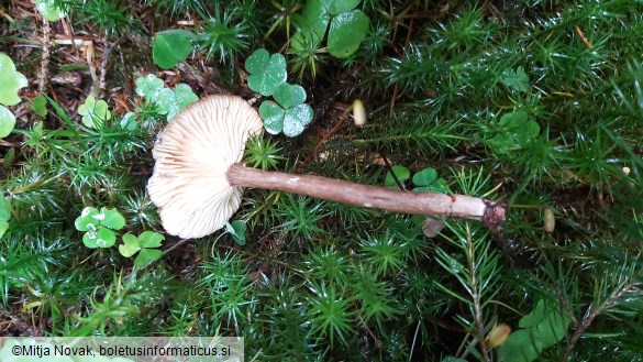 Lactarius lignyotus