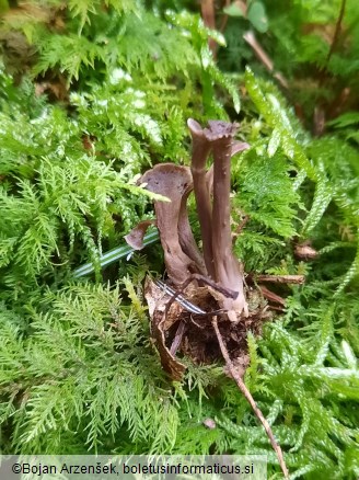 Craterellus undulatus