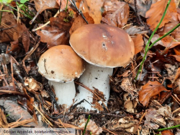 Boletus edulis