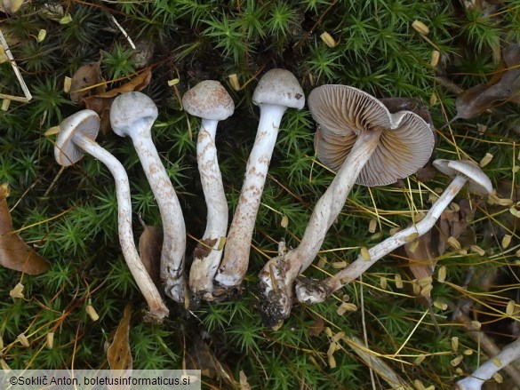 Cortinarius spilomeus