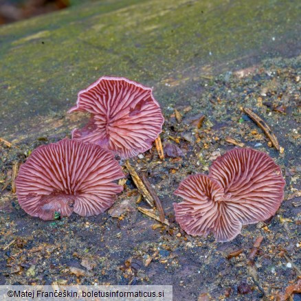 Panellus violaceofulvus