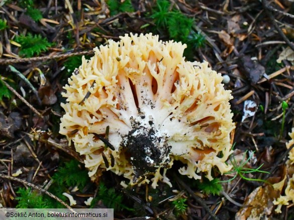 Ramaria flavosalmonicolor