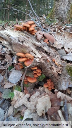 Flammulina velutipes