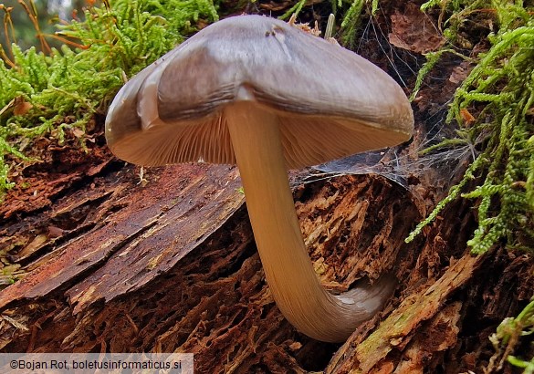 Pluteus pouzarianus