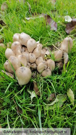 Coprinopsis atramentaria