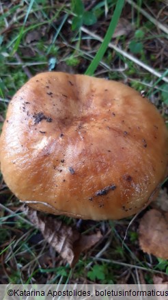 Russula foetens