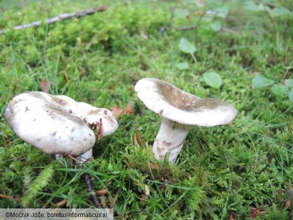 Russula fuliginosa