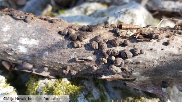 Hypoxylon fragiforme