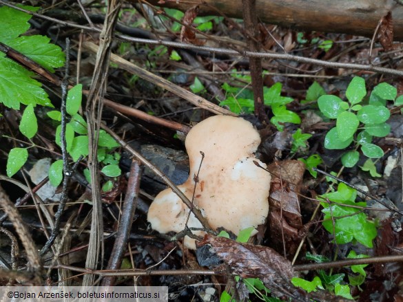 Polyporus tuberaster