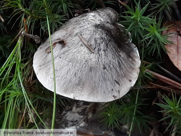 Tricholoma portentosum