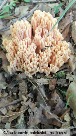 Ramaria formosa