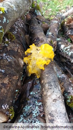 Tremella mesenterica