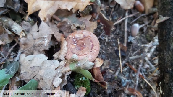 Lactarius quietus