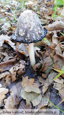 Coprinus comatus