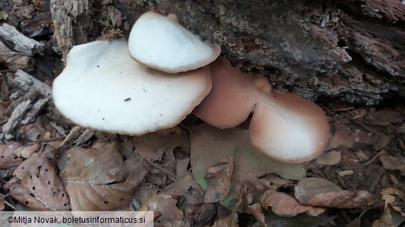 Crepidotus applanatus