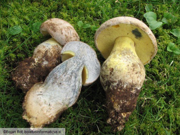 Boletus radicans