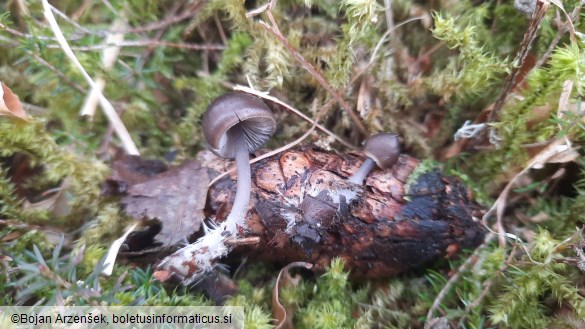 Mycena strobilicola