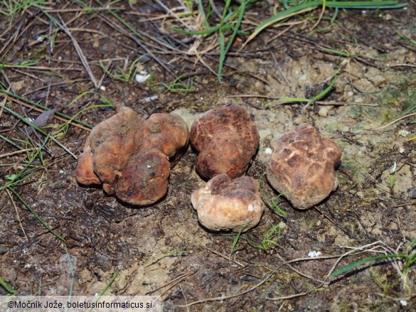 Tuber borchii