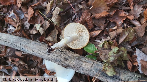 Hygrophorus discoxanthus