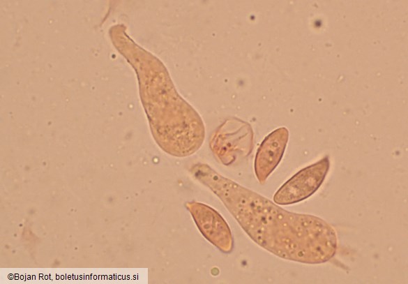 Lepiota oreadiformis