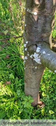 Schizophyllum commune