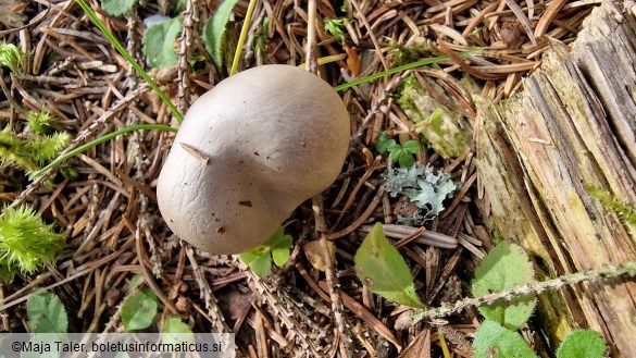 Hygrophorus agathosmus