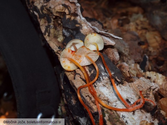 Mycena crocata