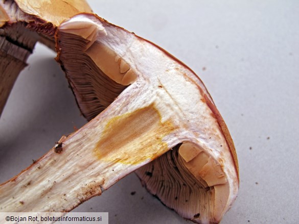 Cortinarius largus