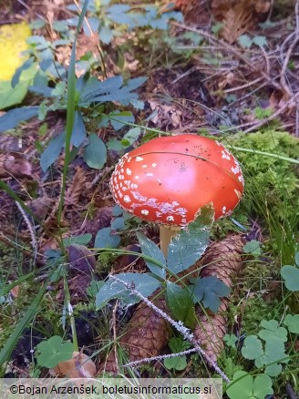 Amanita muscaria