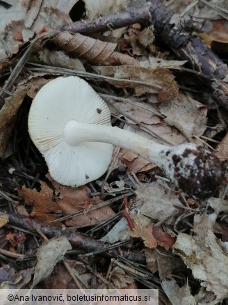 Amanita gemmata