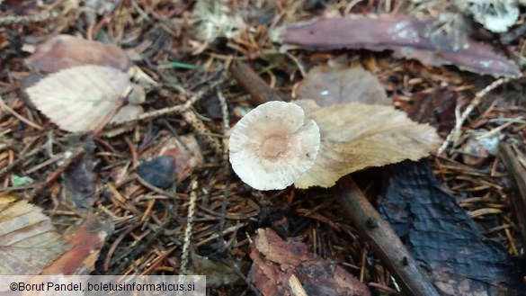 Marasmius scorodonius