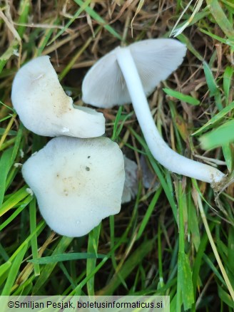 Psathyrella candolleana