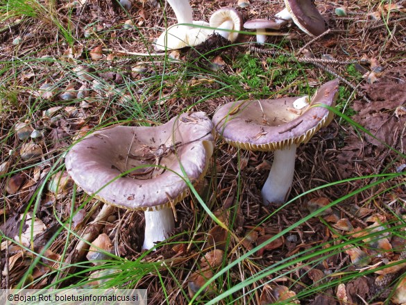 Russula cavipes