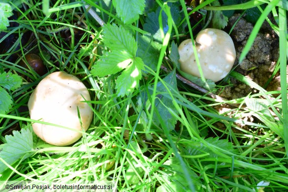 Calocybe gambosa