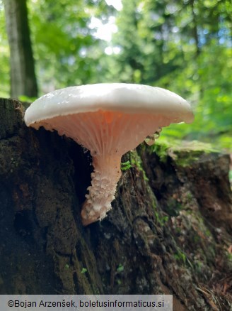Neolentinus lepideus