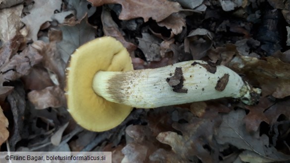 Leccinum crocipodium