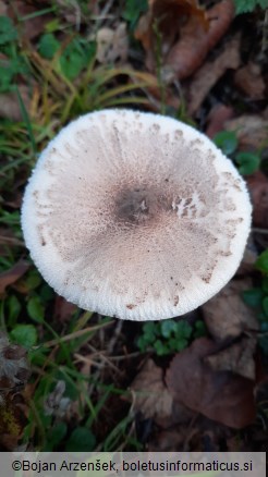 Macrolepiota mastoidea