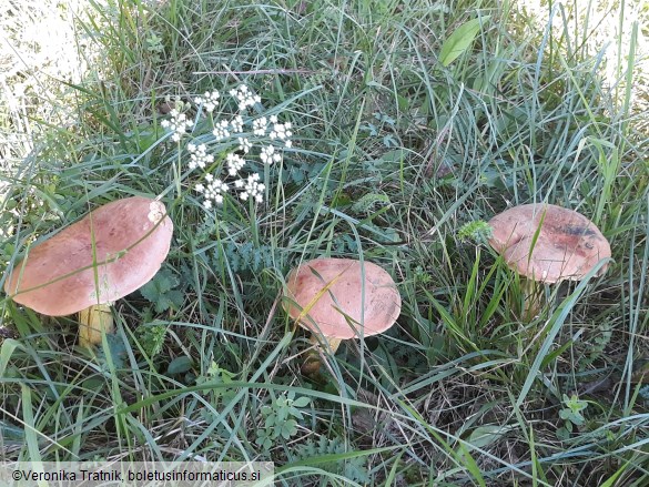 Suillellus queletii