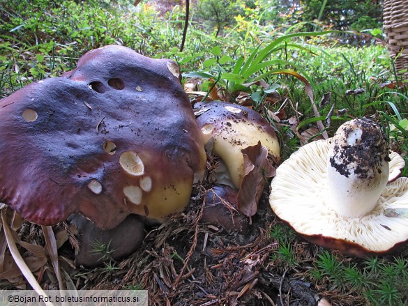 Russula viscida